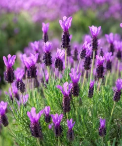 Spanish Lavender Live Plant - Purple Fragrant Flower, 2-4 Inch Tall, 3 Inch Pot - Image 5