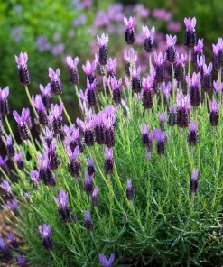 Spanish Lavender Live Plant - Purple Fragrant Flower, 2-4 Inch Tall, 3 Inch Pot - Image 7