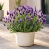 Spanish Lavender Live Plant - Purple Fragrant Flower, 4-6 Inch Tall, 5 Inch Pot - Image 1