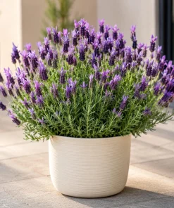 Spanish Lavender Live Plant - Purple Fragrant Flower, 4-6 Inch Tall, 5 Inch Pot - Image 1