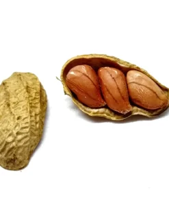 Spanish Peanut Seeds - 20 Count Arachis Hypogaea - Early Maturing Nut Plant - Image 2