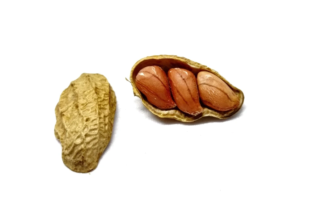 Spanish Peanut Seeds - 20 Count Arachis Hypogaea - Early Maturing Nut Plant - Image 2