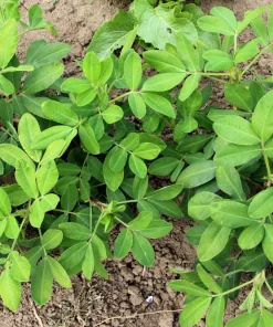 Spanish Peanut Seeds - 20 Count Arachis Hypogaea - Early Maturing Nut Plant - Image 4