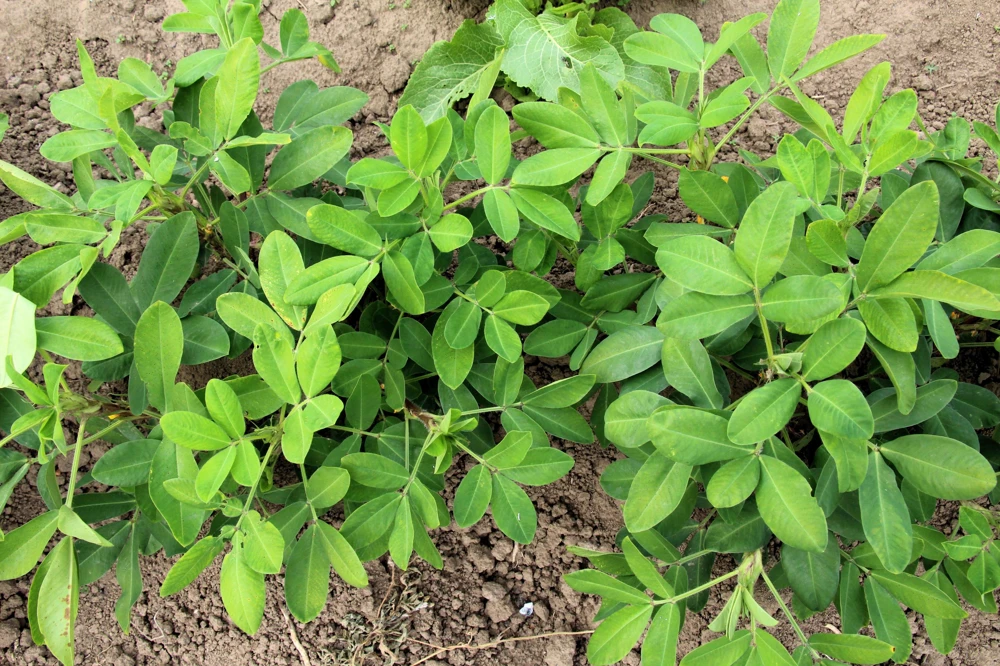 Spanish Peanut Seeds - 20 Count Arachis Hypogaea - Early Maturing Nut Plant - Image 4
