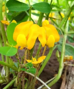 Spanish Peanut Seeds - 20 Count Arachis Hypogaea - Early Maturing Nut Plant - Image 5