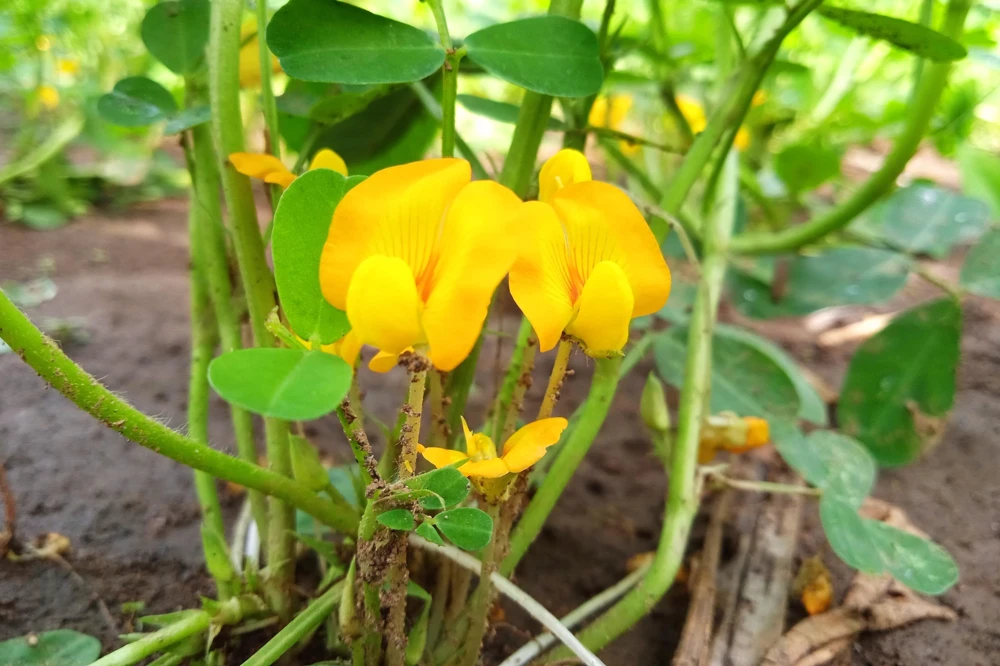 Spanish Peanut Seeds - 20 Count Arachis Hypogaea - Early Maturing Nut Plant - Image 5