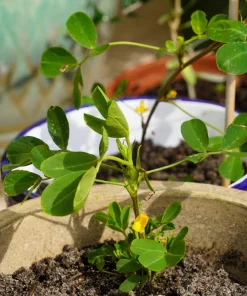 Spanish Peanut Seeds - 20 Count Arachis Hypogaea - Early Maturing Nut Plant - Image 6