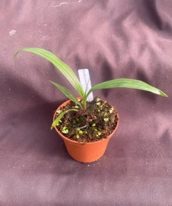 Spathoglottis Mellow Yellow Terrestrial Orchid Live Plant - 3