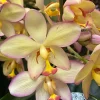 Spathoglottis Mellow Yellow Terrestrial Orchid Live Plant - 3" Pot - Image 1