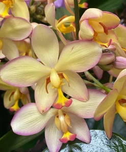 Spathoglottis Mellow Yellow Terrestrial Orchid Live Plant - 3