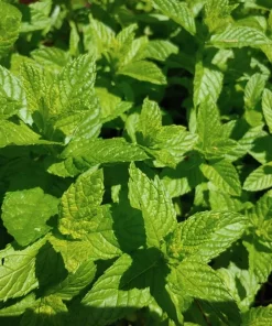 Spearmint & Chocolate Mint Seeds - 15 Seed Pack for Herb Garden Indoor/Outdoor - Image 2