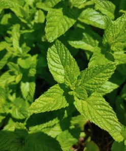 Spearmint & Chocolate Mint Seeds - 15 Seed Pack for Herb Garden Indoor/Outdoor - Image 3