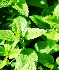 Spearmint & Chocolate Mint Seeds - 15 Seed Pack for Herb Garden Indoor/Outdoor - Image 4