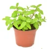 Spearmint & Chocolate Mint Seeds - 15 Seed Pack for Herb Garden Indoor/Outdoor - Image 1