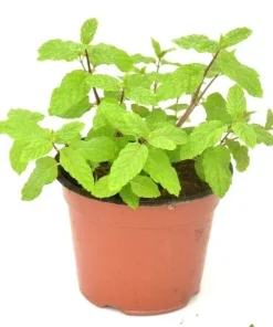 Spearmint & Chocolate Mint Seeds - 15 Seed Pack for Herb Garden Indoor/Outdoor - Image 1