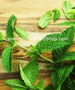 Spearmint & Chocolate Mint Seeds - 15 Seed Pack for Herb Garden Indoor/Outdoor - Image 6