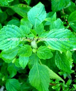 Spearmint & Chocolate Mint Seeds - 15 Seed Pack for Herb Garden Indoor/Outdoor - Image 7