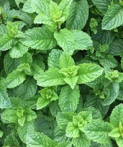 Spearmint Live Plant – 3 inch Pot – Aromatic Culinary Herb – Mentha spicata – Indoor/Outdoor - Image 2