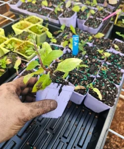 Spearmint Live Plant – 3 inch Pot – Aromatic Culinary Herb – Mentha spicata – Indoor/Outdoor - Image 3