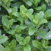 Spearmint Live Plant – 3 inch Pot – Aromatic Culinary Herb – Mentha spicata – Indoor/Outdoor - Image 1