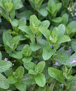 Spearmint Live Plant – 3 inch Pot – Aromatic Culinary Herb – Mentha spicata – Indoor/Outdoor - Image 1