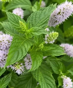 Spearmint Live Plant - Fragrant Herb, Garden Mint, 4-6 Inch Tall - Image 2
