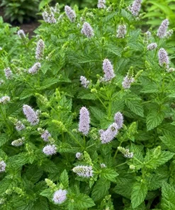 Spearmint Live Plant - Fragrant Herb, Garden Mint, 4-6 Inch Tall - Image 3
