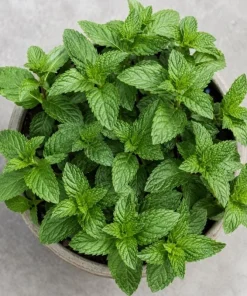 Spearmint Live Plant - Fragrant Herb, Garden Mint, 4-6 Inch Tall - Image 4