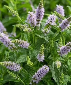 Spearmint Live Plant - Fragrant Herb, Garden Mint, 4-6 Inch Tall - Image 5