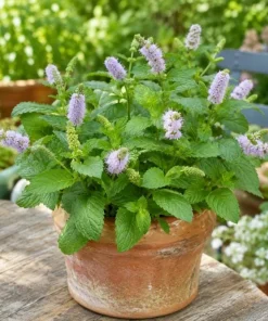 Spearmint Live Plant - Fragrant Herb, Garden Mint, 4-6 Inch Tall - Image 6