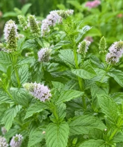 Spearmint Live Plant - Fragrant Herb, Garden Mint, 4-6 Inch Tall - Image 8