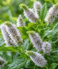 Spearmint Live Plant - Fragrant Herb, Garden Mint, 4-6 Inch Tall - Image 9