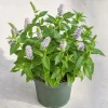 Spearmint Live Plant - Fragrant Herb, Garden Mint, 4-6 Inch Tall - Image 1