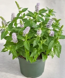 Spearmint Live Plant - Fragrant Herb, Garden Mint, 4-6 Inch Tall - Image 1