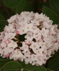 Spice Baby Korean Spice Viburnum Live Plant - Fragrant Shrub - 4 inch Pot - Image 2