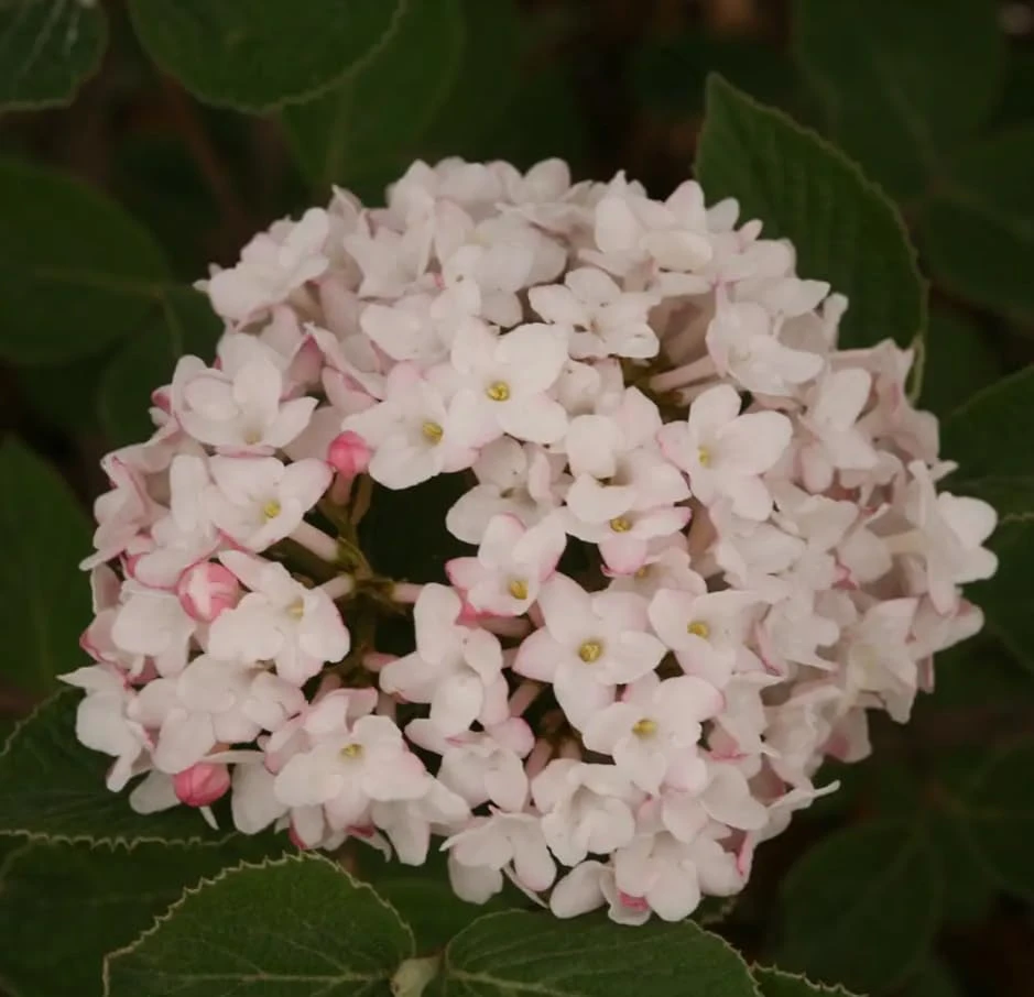 Spice Baby Korean Spice Viburnum Live Plant - Fragrant Shrub - 4 inch Pot - Image 2