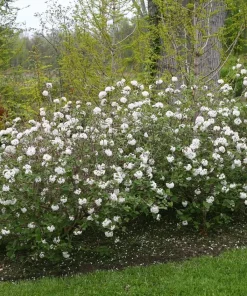 Spice Baby Korean Spice Viburnum Live Plant - Fragrant Shrub - 4 inch Pot - Image 1