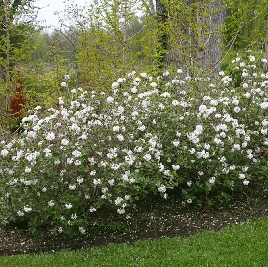 Spice Baby Korean Spice Viburnum Live Plant - Fragrant Shrub - 4 inch Pot - Image 1