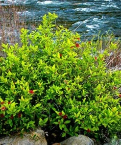 Spice Bush Live Plant (Lindera benzoin) - Native Shrub, 4 inch Quart Pot, 10-14 inches Tall, Zones 4-9 - Image 2