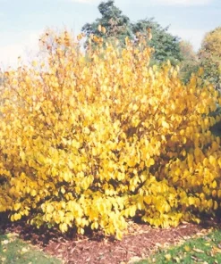 Spice Bush Live Plant (Lindera benzoin) - Native Shrub, 4 inch Quart Pot, 10-14 inches Tall, Zones 4-9 - Image 3