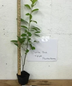 Spice Bush Live Plant (Lindera benzoin) - Native Shrub, 4 inch Quart Pot, 10-14 inches Tall, Zones 4-9 - Image 4