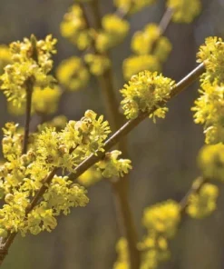 Spice Bush Live Plant (Lindera benzoin) - Native Shrub, 4 inch Quart Pot, 10-14 inches Tall, Zones 4-9 - Image 5