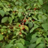 Spice Bush Live Plant (Lindera benzoin) - Native Shrub, 4 inch Quart Pot, 10-14 inches Tall, Zones 4-9 - Image 1