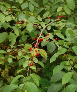 Spice Bush Live Plant (Lindera benzoin) - Native Shrub, 4 inch Quart Pot, 10-14 inches Tall, Zones 4-9 - Image 1