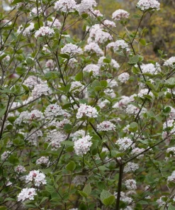 Spice Girl Viburnum Live Plant – 4 inch Pot – Fragrant Outdoor Shrub - Image 2