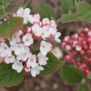 Spice Girl Viburnum Live Plant – 4 inch Pot – Fragrant Outdoor Shrub - Image 1