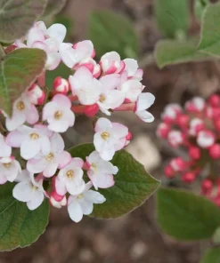Spice Girl Viburnum Live Plant – 4 inch Pot – Fragrant Outdoor Shrub - Image 1