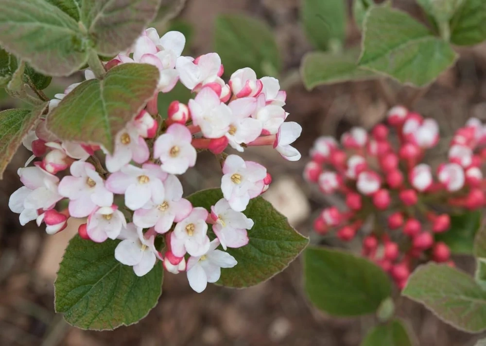 Spice Girl Viburnum Live Plant – 4 inch Pot – Fragrant Outdoor Shrub - Image 1
