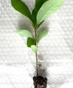 Spicebush Live Plant - Starter Plug-Grown Seedlings (5-Pack) - Native Shrub - Image 3