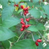 Spicebush Live Plant - Starter Plug-Grown Seedlings (5-Pack) - Native Shrub - Image 1